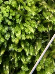 Brachythecium albicans