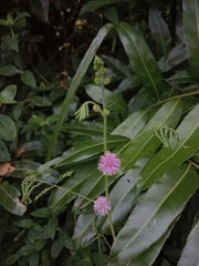 Mimosa diplotricha