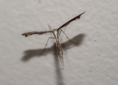 Stenoptilodes taprobanes