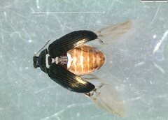 Phratora