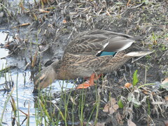 Anas platyrhynchos × zonorhyncha