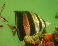 Chelmonops truncatus