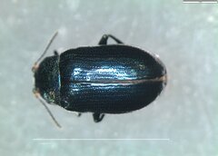 Phratora