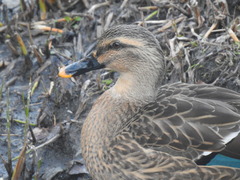 Anas platyrhynchos × zonorhyncha