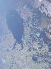 Scutus antipodes