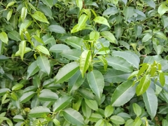 Excoecaria agallocha