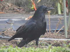 Corvus corone