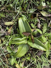 Himantoglossum hircinum