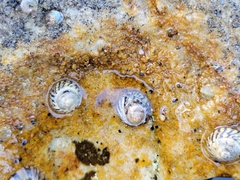 Bembicium nanum