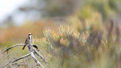 Gliciphila melanops