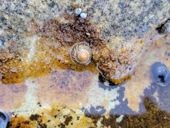 Bembicium nanum