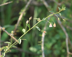 Hermannia boraginiflora