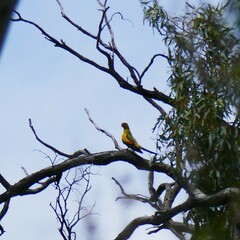 Polytelis anthopeplus