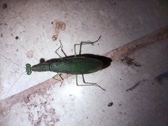 Odontomantis
