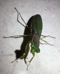 Odontomantis