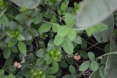 Dyschoriste setigera