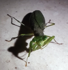 Odontomantis