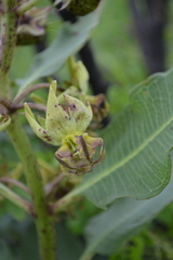 Pachycarpus appendiculatus