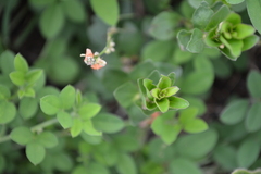 Dyschoriste setigera