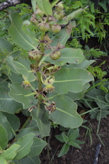 Pachycarpus appendiculatus