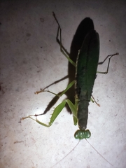 Odontomantis