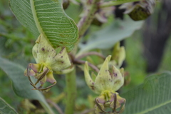 Pachycarpus appendiculatus