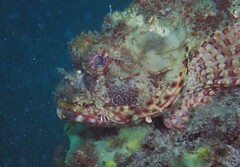 Scorpaena jacksoniensis
