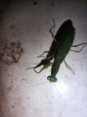 Odontomantis