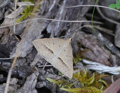 Epidesmia hypenaria