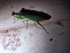 Odontomantis