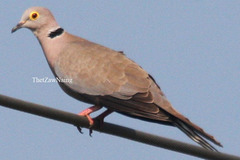 Streptopelia xanthocycla