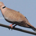 Burmese Collared-Dove - Photo (c) Thet Zaw Naing, some rights reserved (CC BY-NC), uploaded by Thet Zaw Naing