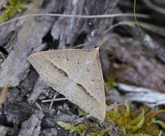 Epidesmia hypenaria