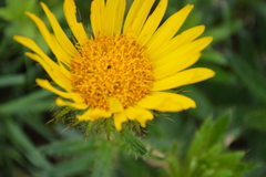 Berkheya barbata