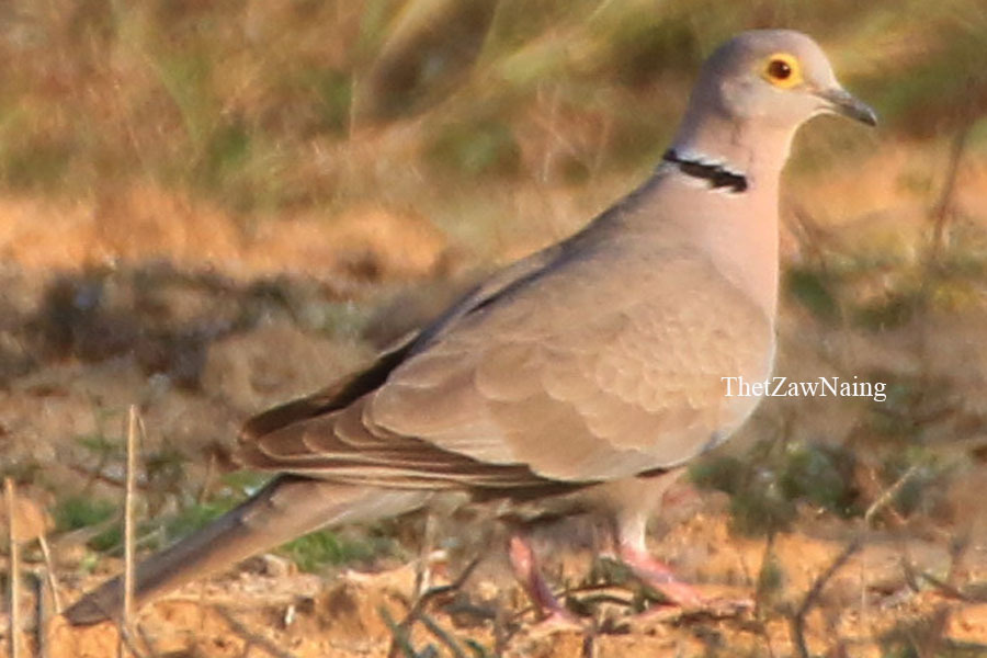 Burmese Collared Dove