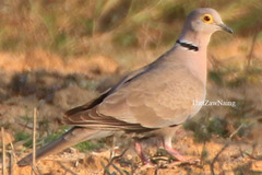 Streptopelia xanthocycla