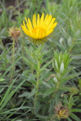 Berkheya barbata