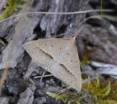 Epidesmia hypenaria