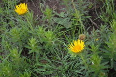 Berkheya barbata