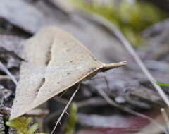 Epidesmia hypenaria