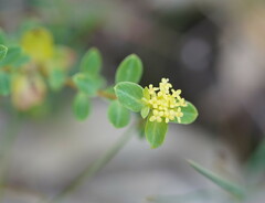Pimelea flava flava