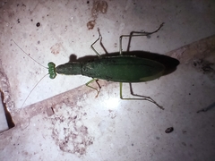 Odontomantis