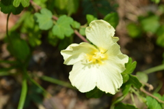 Pavonia dregei