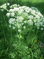 Pleurospermum uralense