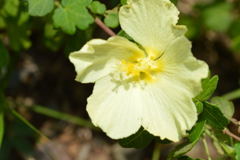 Pavonia dregei