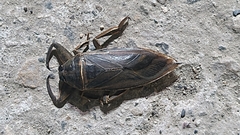 Lethocerus