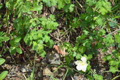 Pavonia dregei
