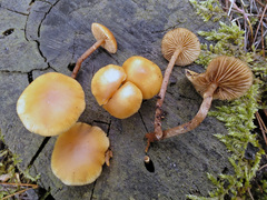 Galerina badipes