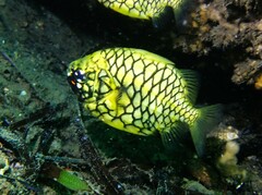 Cleidopus gloriamaris