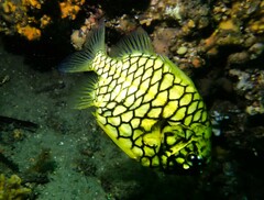 Cleidopus gloriamaris